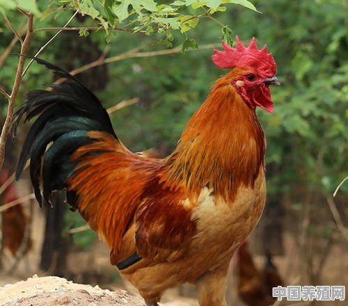 应该怎样喂好种公鸡 - 中国养殖网