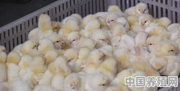 应该怎样喂好种公鸡 - 中国养殖网