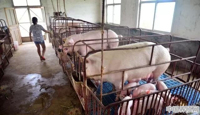 大家对今年养羊和猪的行情怎么样 - 中国养殖网