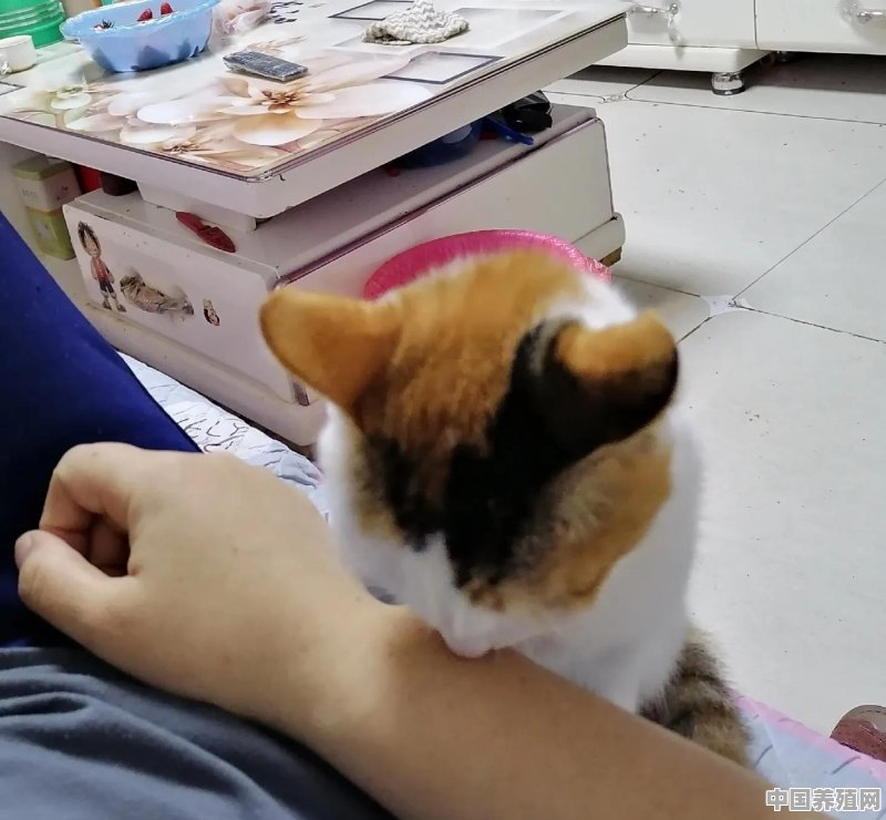 猫咪能黏人到什么程度 - 中国养殖网