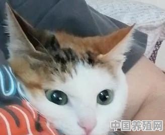 猫咪能黏人到什么程度 - 中国养殖网