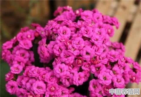长寿花的花朵小怎么办 - 中国养殖网