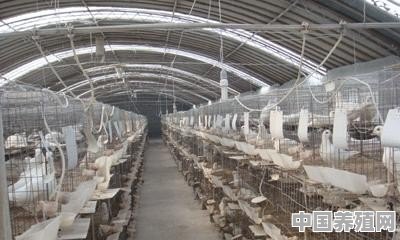 养殖鸽孑能赚到钱吗 - 中国养殖网