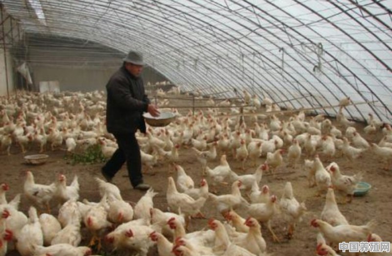 一亩地的大棚，养殖蛋鸡，养多少合适，怎么找销路 - 中国养殖网