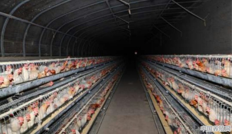 一亩地的大棚，养殖蛋鸡，养多少合适，怎么找销路 - 中国养殖网