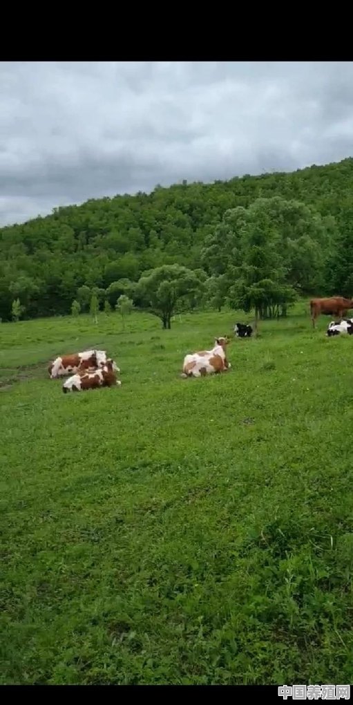 如何选择育肥牛的年龄阶段 - 中国养殖网