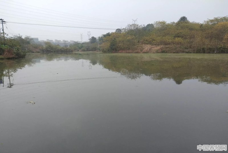 草鱼池塘养殖技术 - 中国养殖网