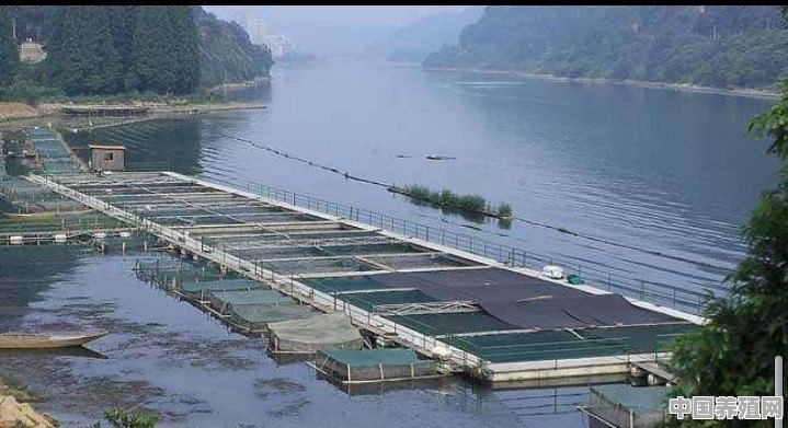 草鱼池塘养殖技术 - 中国养殖网
