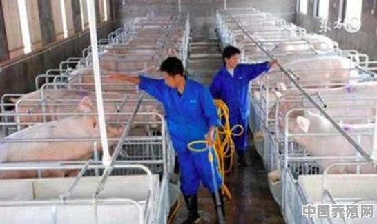 哪个公司有代养猪、牛、羊的 - 中国养殖网