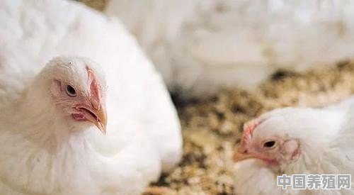 霉菌毒素对家禽的危害有哪些？如何防治霉菌毒素中毒 - 中国养殖网