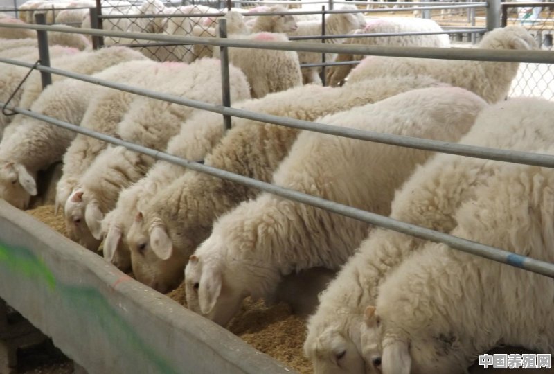 2020育肥羊利润如何 - 中国养殖网