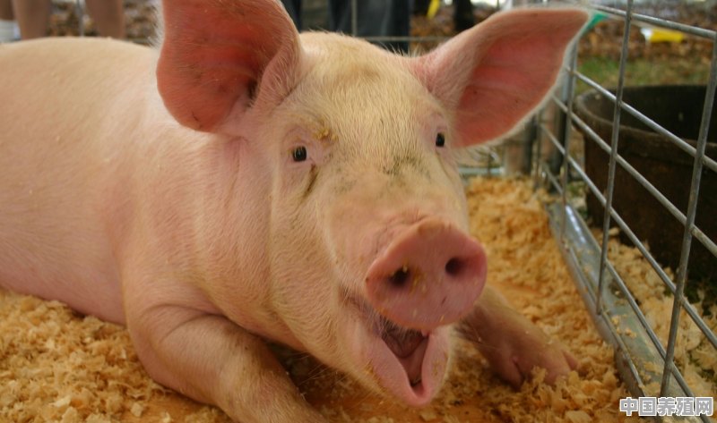 岳阳市召开“全市恢复生猪生产保障市场供应工作推进会”, 你怎么看 - 中国养殖网