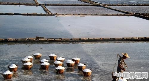 哪种盐比较好？湖盐、海盐和井矿盐相比，哪种更适合用于家常菜调味 - 中国养殖网