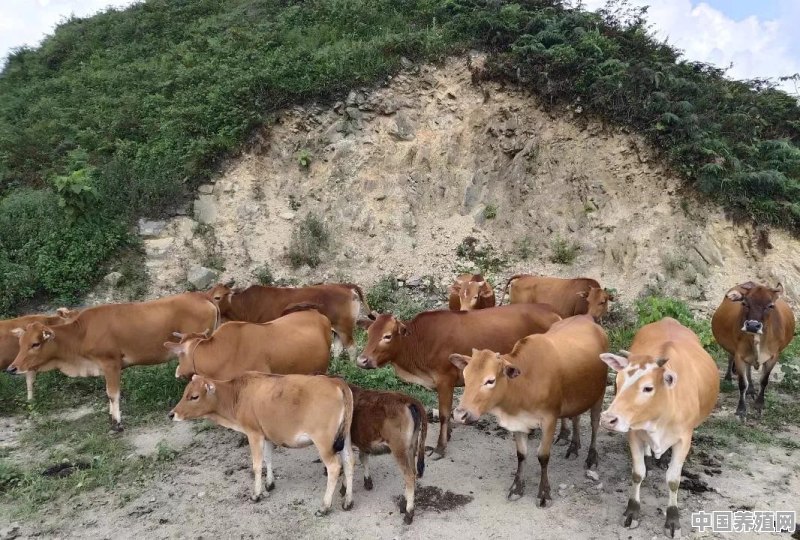 想养牛，怎么样？哪里买小牛实惠 - 中国养殖网