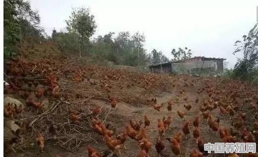 用什么中药治疗鸡受凉感冒 - 中国养殖网