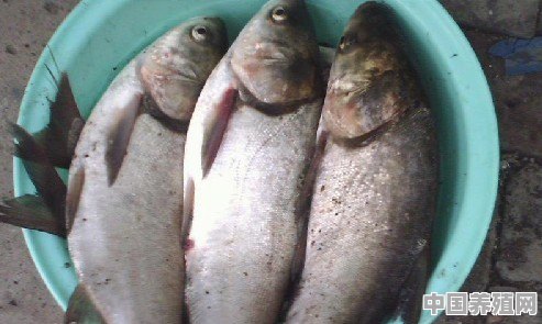 鲢子鱼吃什么饲料 - 中国养殖网
