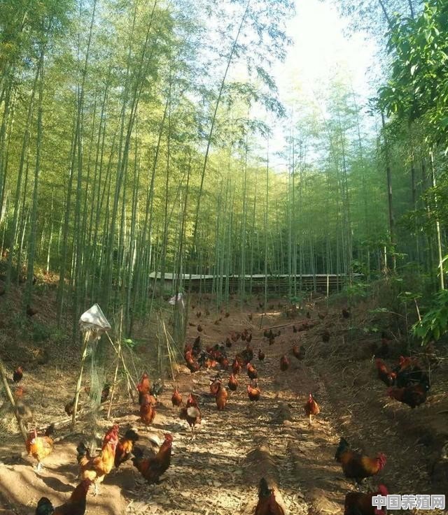 2020农村养什么鸡好卖 - 中国养殖网