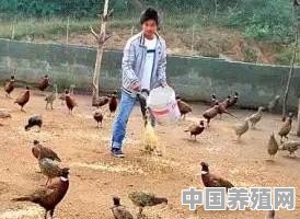 2020农村养什么鸡好卖 - 中国养殖网