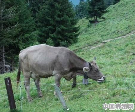 农村养牛，为何喜欢在牛脖子上挂个铃铛 - 中国养殖网