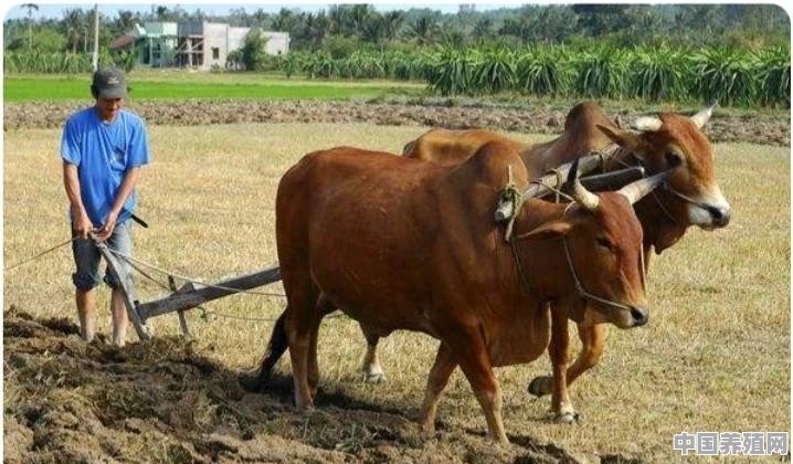 农村养牛，为何喜欢在牛脖子上挂个铃铛 - 中国养殖网