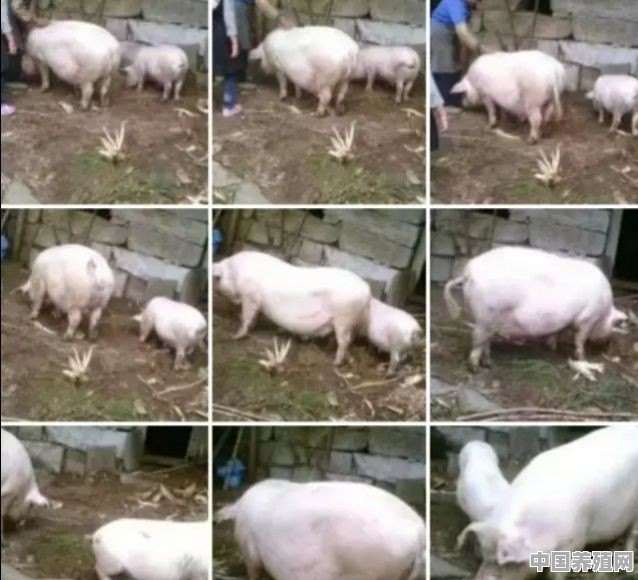 养猪怎么科学饲养 - 中国养殖网