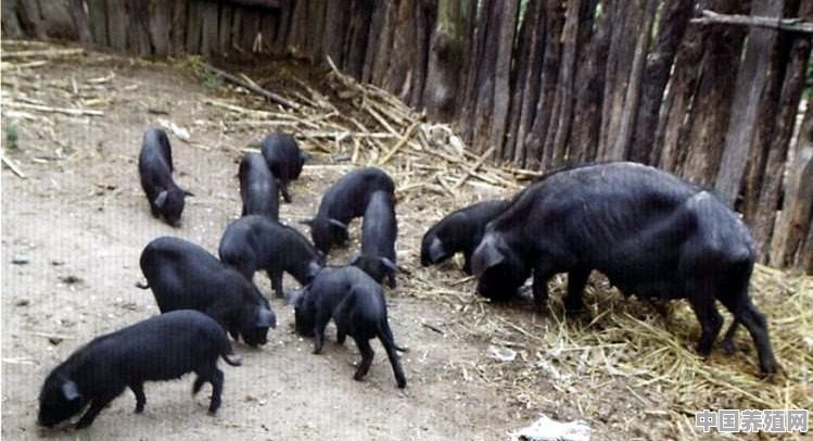 如果现在在农村里面办一个养猪场，专门养殖野山猪，市场前景高不高 - 中国养殖网