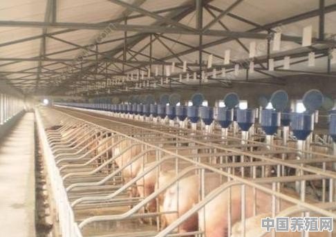如果现在在农村里面办一个养猪场，专门养殖野山猪，市场前景高不高 - 中国养殖网