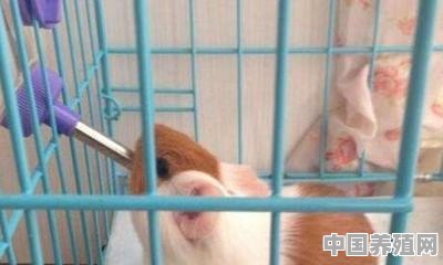荷兰猪夏天要注意什么，怎样度过 - 中国养殖网