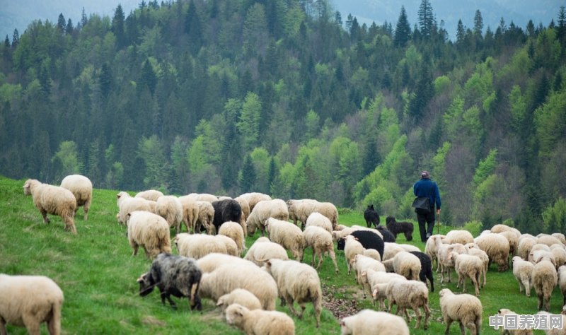 养羊的优势及利润是什么 - 中国养殖网
