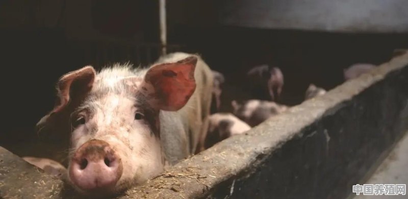 听说在猪肉发现了一种新病毒是真的吗 - 中国养殖网