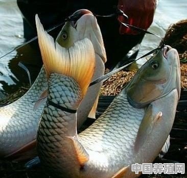 南方农村神奇的弓鱼，真的能让鱼离开水一天不死吗？是啥原因呢 - 中国养殖网