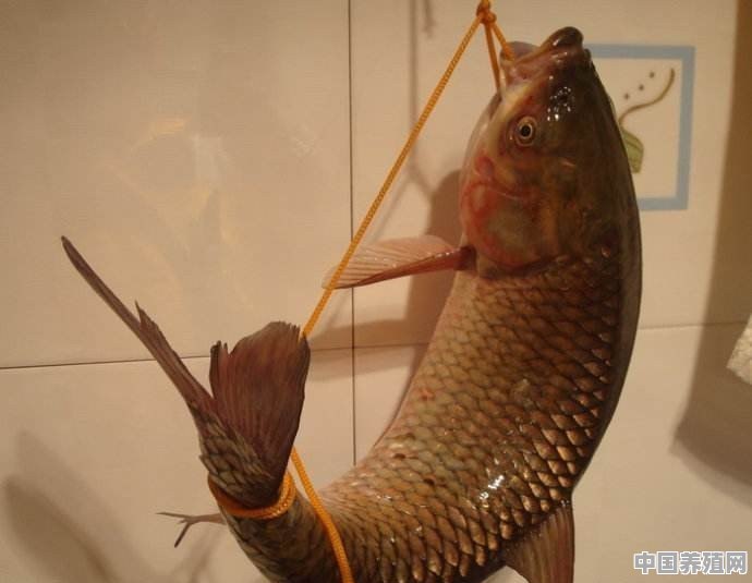 南方农村神奇的弓鱼，真的能让鱼离开水一天不死吗？是啥原因呢 - 中国养殖网