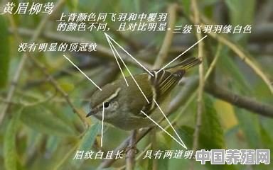 这是什么鸟，求科普 - 中国养殖网