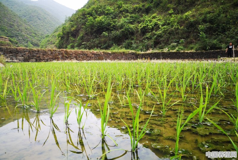 在农村稻田大面积挖鱼池养鱼，需要办理哪些手续？有哪些注意事项 - 中国养殖网