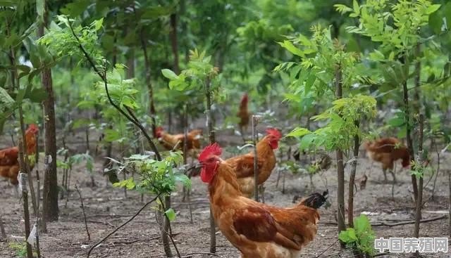 养殖场买回一个月的肉鸡，只喂粮食三个月可赶上土鸡的品质吗 - 中国养殖网