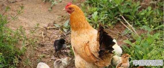 养殖场买回一个月的肉鸡，只喂粮食三个月可赶上土鸡的品质吗 - 中国养殖网