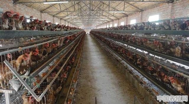在农村养鸡，需要办哪些证 - 中国养殖网