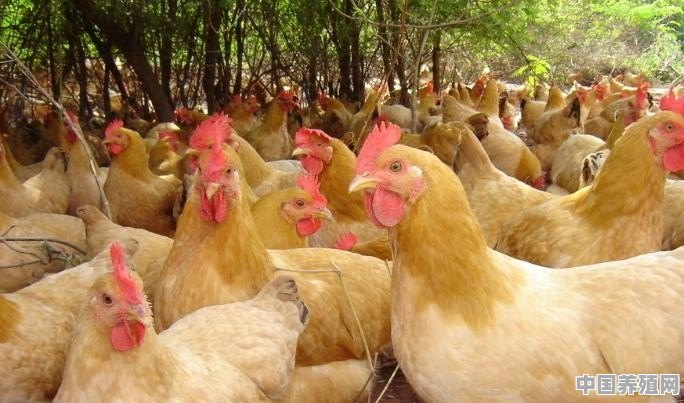 在农村养鸡，需要办哪些证 - 中国养殖网