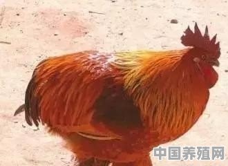 葫芦鸡为何敢号称长安第一味 - 中国养殖网