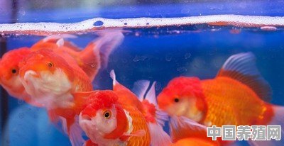 怎么把金鱼颜色养好 - 中国养殖网