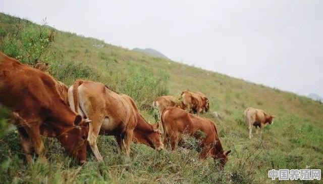 贵州哪里的黄牛最多，肉质最好 - 中国养殖网