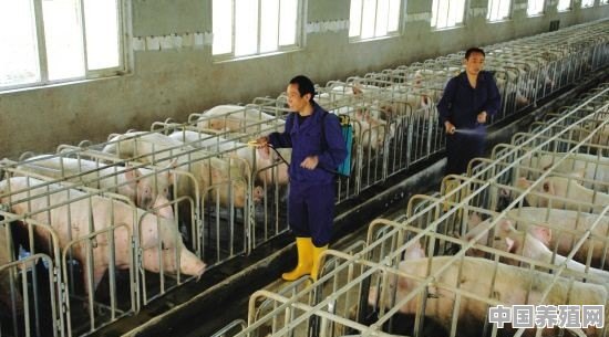 养猪技术并不复杂，但是有些人总是养不好猪，这是怎么回事？有哪些养猪的技巧呢 - 中国养殖网