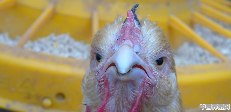 农村的鸡吃起来为什么比较香 - 中国养殖网