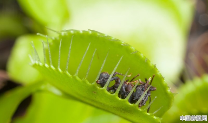 室内养什么植物可以驱赶苍蝇 - 中国养殖网