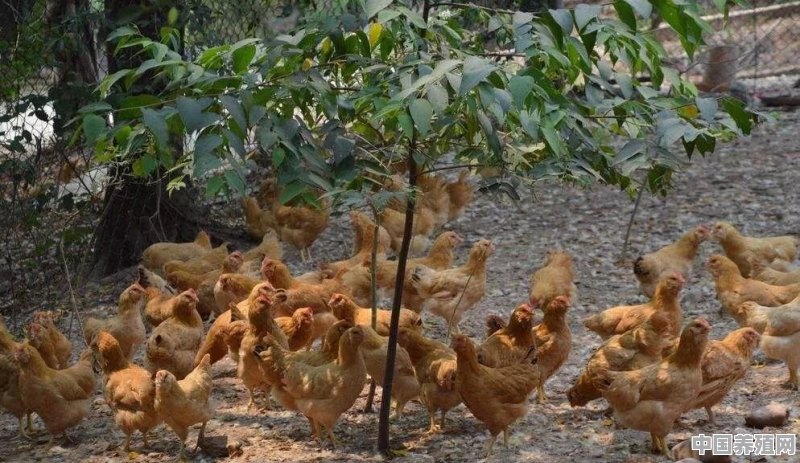200只散养土鸡一年大概能下多少蛋？怎么样能提高产量 - 中国养殖网