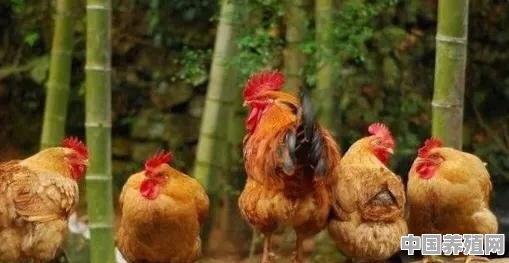 200只散养土鸡一年大概能下多少蛋？怎么样能提高产量 - 中国养殖网