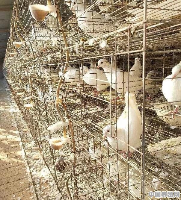 鸽子吃什么下蛋快，鸽子吃什么食物好 - 中国养殖网