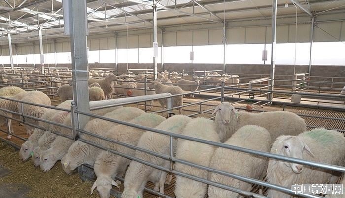 在农村散养羊，从全面考察，哪种羊是最好的 - 中国养殖网