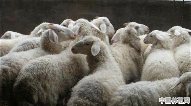 在农村散养羊，从全面考察，哪种羊是最好的 - 中国养殖网