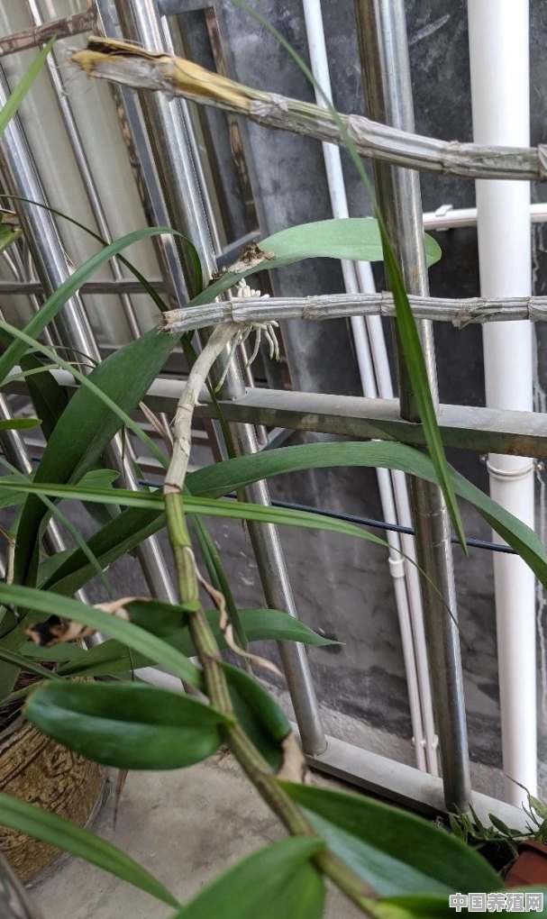 石斛从侧面长出的苞是什么东西 - 中国养殖网